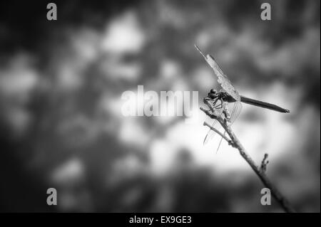 Dragonfly in appoggio sul ramo di un albero, in bianco e nero Foto Stock