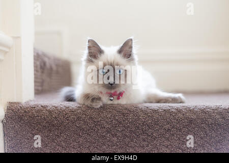 Kitten / Gatto sdraiato nella parte superiore delle fasi / Scale Foto Stock