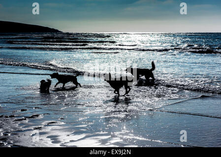 Cani giocando in mare su crantock beach in Newquay, Cornwall. Foto Stock