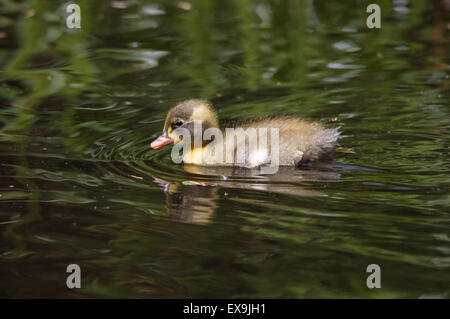 Baby anatroccolo nuoto in acqua con riflessi verdolini Foto Stock