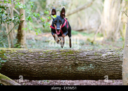 Un cane, un Manchester Terrier, avioniche e saltando su un registro nel bosco Foto Stock