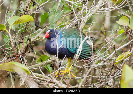 Pollo sultano uccello appollaiato in un albero in Everglades Foto Stock