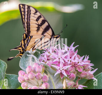 Le farfalle, Tiger coda forcuta sorseggiando nettore su un comune Milkweed fiore pianta. Idaho, America del Nord Foto Stock