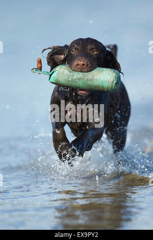 Lavorando cocker spaniel schizzi in acqua durante la canicola estiva Foto Stock