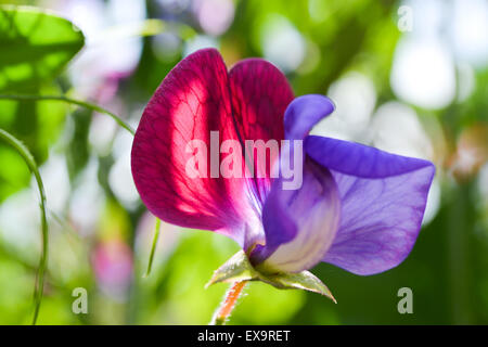 Pisello dolce 'Matucana' che cresce in un giardino estivo, REGNO UNITO Foto Stock