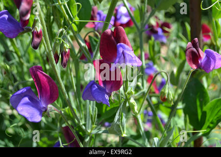 Pisello dolce 'Matucana' che cresce in un giardino estivo, REGNO UNITO Foto Stock