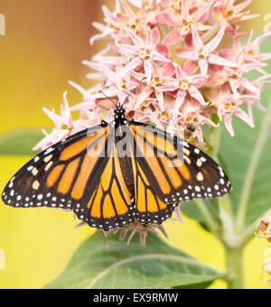 Le farfalle, maschio farfalla monarca sorseggiando nettore dal Comune Milkweed fiore pianta. Idaho, Stati Uniti d'America, Nord America Foto Stock