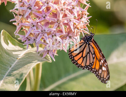 Farfalle,traslucido farfalla monarca sorseggiando nettore da Comune di fioritura e impianto Milkweed Idaho, Stati Uniti d'America, Nord America Foto Stock