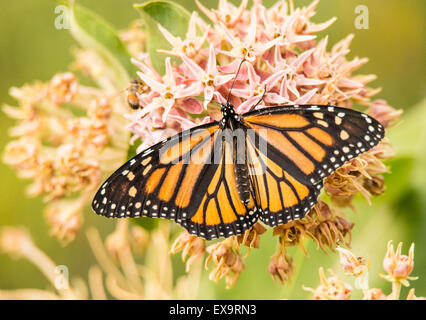 Le farfalle in via di estinzione farfalla monarca sorseggiando nettore dal blooming Milweed comune impianto. Idaho, Stati Uniti d'America Foto Stock
