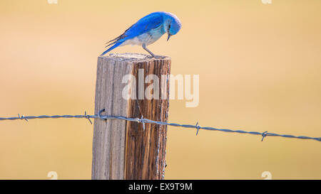 Gli uccelli di montagna, Blue Bird arroccato su di un palo da recinzione, Idaho membro Bird, Idaho, Stati Uniti d'America Foto Stock