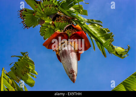 Albero di banana con fiore in Paphos, Cipro Foto Stock