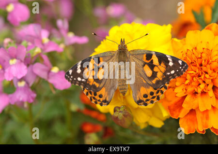 Close up di un dipinto di lady butterfly su un fiore Foto Stock