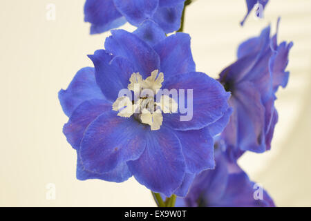 Delphinium " Blue Bird' isolato su sfondo bianco Foto Stock