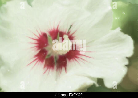 Hybiscus .cannabinus fiori bianchi Foto Stock