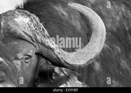 Sud Africa, il Parco Nazionale Kruger, vista ravvicinata di bufali (Syncerus caffer) in flusso di poco profondi sul pomeriggio estivo Foto Stock