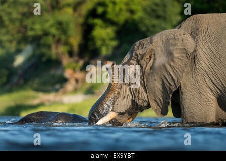 Africa, Botswana Chobe National Park, l'elefante africano (Loxodonta africana) nuoto sommerso nel fiume Chobe in estate aftern Foto Stock