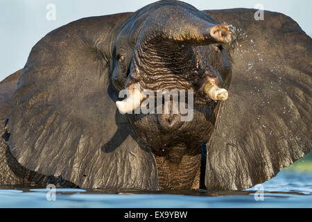 Africa, Botswana Chobe National Park, l'elefante africano (Loxodonta africana) oscilla tronco mentre nuoto sommerso in Chobe Rive Foto Stock