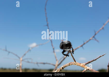 Sud Africa, il Parco Nazionale Kruger, Dung Beetle, (Scarabeus sp.) infilzata su sharp thorn dal Sud Shrike fiscale (Lanius collare Foto Stock