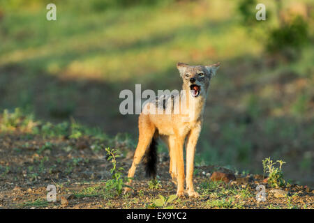 Sud Africa, il Parco Nazionale Kruger, nero-backed jackal (Canis mesomelas) urlando a della foresta a bordo di sunrise Foto Stock