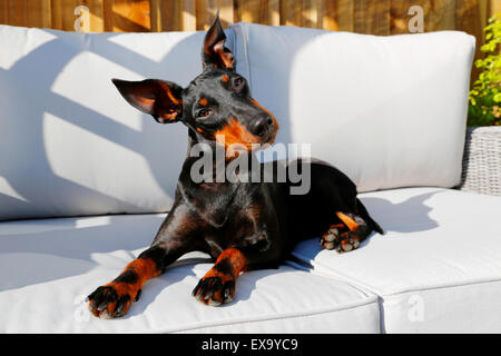 Un simpatico cane, un pedigree Manchester Terrier, rilassante su una sedia da giardino al sole. La sua guardando dritto verso la fotocamera con una posizione inclinata quizzical guardare Foto Stock