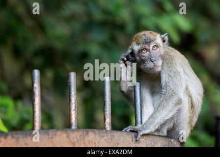 Asia, Malesia Kuala Lumpur, macaco Long-Tailed (Macaca fascicularis) in piedi sulla porta al di fuori di Grotte Batu ingresso Foto Stock