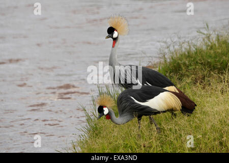 Grigio (grigio) coronato una gru a Ewaso () Uaso Nyiro, Samburu, Kenya Foto Stock