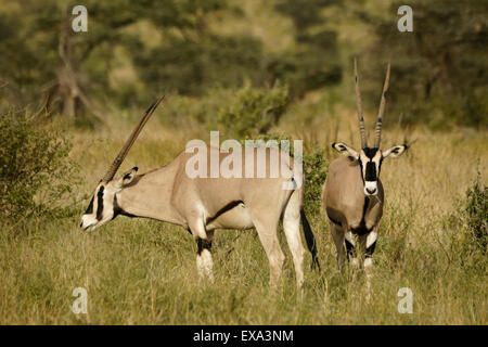 Orice dell'Africa orientale (orice comune di beisa) che pascolano, Samburu, Kenya Foto Stock