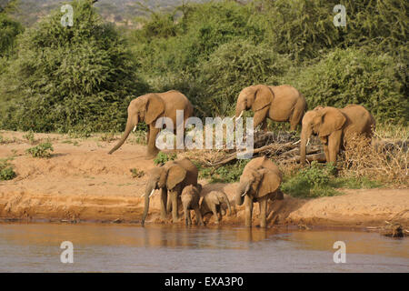 Branco di elefanti di bere da Ewaso () Uaso Nyiro, Samburu, Kenya Foto Stock