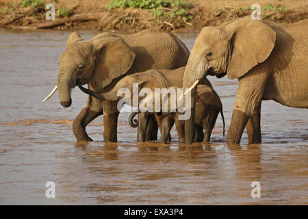 Gli elefanti di bere da Ewaso () Uaso Nyiro, Samburu, Kenya Foto Stock