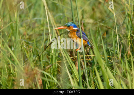 Malachite Kingfisher, il Masai Mara, Kenya Foto Stock