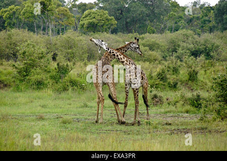 Masai giraffe necking, il Masai Mara, Kenya Foto Stock