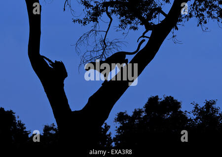 Silhouette di leopard nella struttura ad albero, il Masai Mara, Kenya Foto Stock