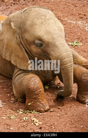 Elefante orfani di vitello, di Sheldrick Wildlife Trust, Nairobi, Kenia Foto Stock