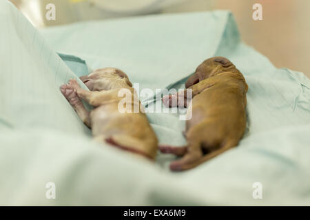 Nuovo nato cucciolo barboncino sleeping Foto Stock