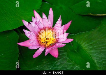 Rosa tropicale lotus (Nelumbo nucifera). Foto Stock