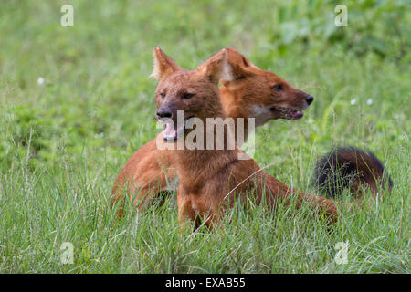 Una coppia di Dhole (Cuon alpinus) seduto in erba corta al Nagarhole National Park, India Foto Stock