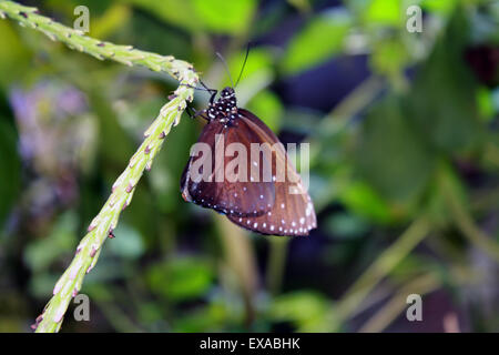 Brown Butterfly Long Island Aquarium Riverhead New York Foto Stock