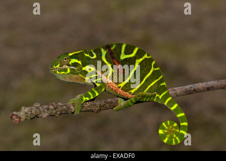 Chameleon del neo scoperto specie Furcifer timoni, femmina, Montagne d'Ambre, Madagascar Foto Stock