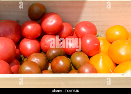 Partita di rosso e di giallo i pomodori in casse di legno Foto Stock