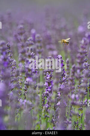 Un miele Ape su LAVANDA (Lavandula). Foto Stock