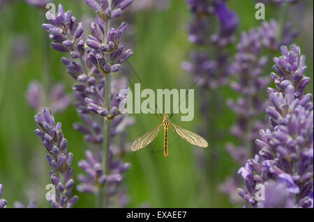 Un macchiato Cranefly (Nephrotoma appendiculata) sulla lavanda. Foto Stock