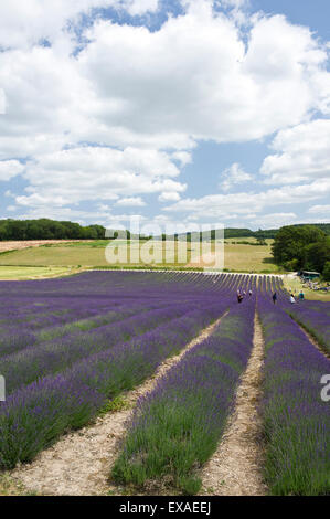 Una LAVANDA (Lavandula) campo Foto Stock