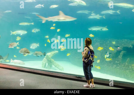 Persone che guardano il pesce a La Carolina del Nord Acquario, Manteo, Isola Roanoke, North Carolina, Stati Uniti d'America Foto Stock