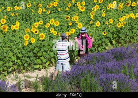 Un giovane cinese prendendo immagini souvenir in un ibrido di lavanda e campi di girasole (Valensole - Francia). Foto Stock