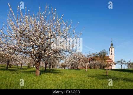 Chiesa del pellegrinaggio di Birnau Abbey, albero da frutto in fiore in primavera, il lago di Costanza, Baden-Wuettemberg, Germania, Europa Foto Stock