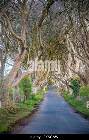 Il Dark siepi in Irlanda del Nord, faggio Avenue, Irlanda del Nord, Regno Unito, Europa Foto Stock