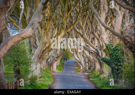 Il Dark siepi in Irlanda del Nord, faggio Avenue, Irlanda del Nord, Regno Unito, Europa Foto Stock