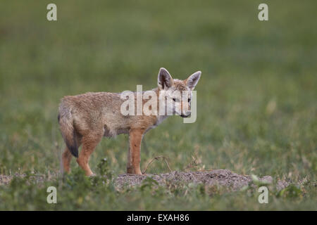 Serengeti jackal (golden jackal) (Canis aureus bea) pup, Cratere di Ngorongoro, Tanzania, Africa orientale, Africa Foto Stock