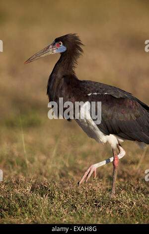 La Abdim stork (Ciconia abdimii), il cratere di Ngorongoro, Tanzania, Africa orientale, Africa Foto Stock