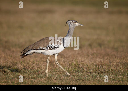 Kori bustard (Ardeotis kori), il cratere di Ngorongoro, Tanzania, Africa orientale, Africa Foto Stock